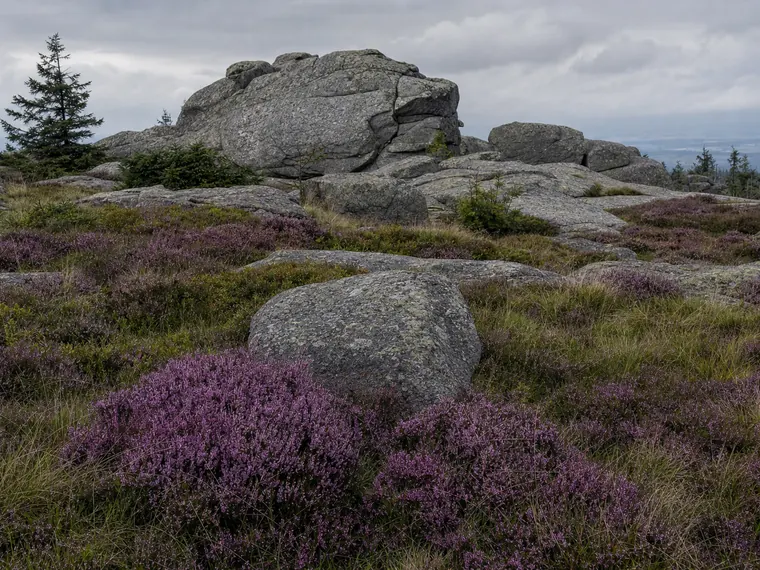 Blühende Heide und Granitblöcke auf dem Brockenplateau